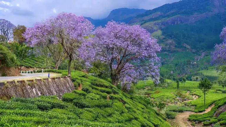 https://evokeinternational.in/MUNNAR - COCHIN